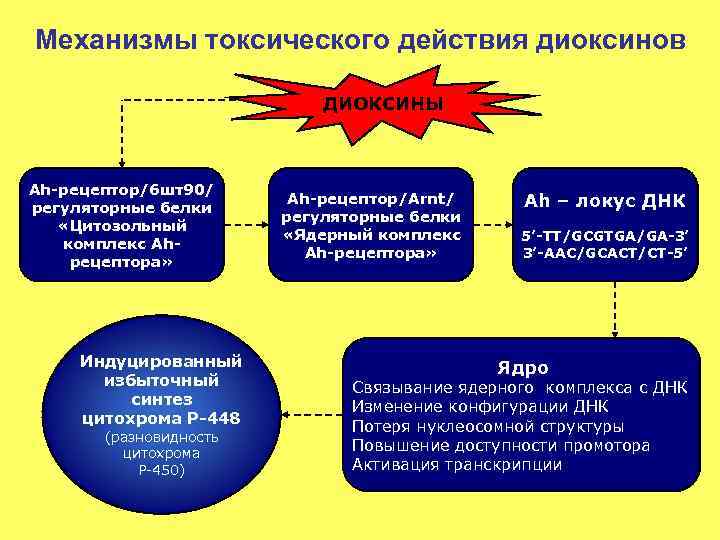 Механизмы токсического действия диоксинов ДИОКСИНЫ Ah-рецептор/6 шт90/ регуляторные белки «Цитозольный комплекс Ahрецептора» Индуцированный избыточный