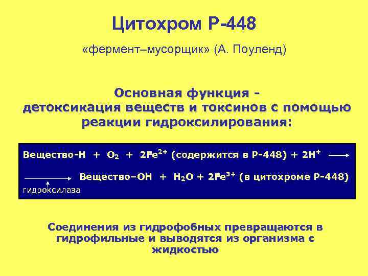 Цитохром Р-448 «фермент–мусорщик» (А. Поуленд) Основная функция детоксикация веществ и токсинов с помощью реакции
