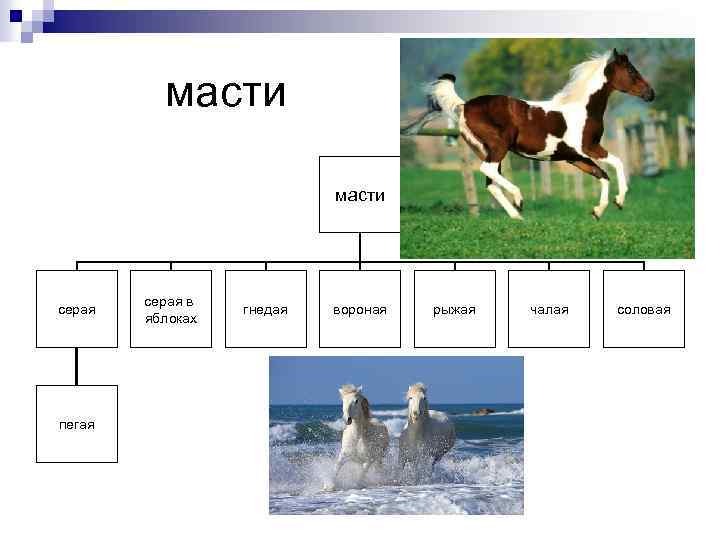  масти серая пегая серая в яблоках гнедая вороная рыжая чалая соловая 