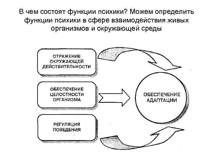 В чем состоят функции психики? Можем определить функции психики в сфере взаимодействия живых организмов