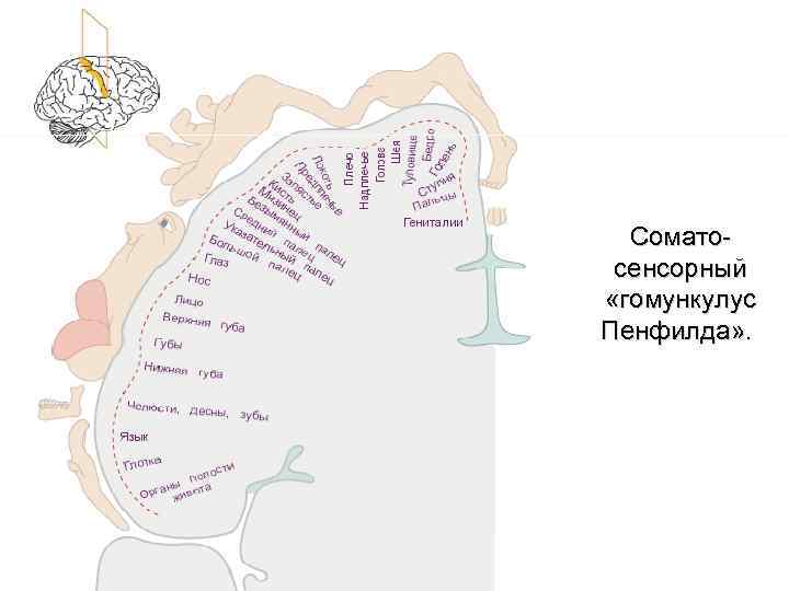 Соматосенсорный «гомункулус Пенфилда» . 
