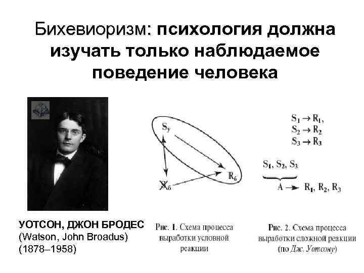 Бихевиоризм: психология должна Бихевиоризм: изучать только наблюдаемое поведение человека УОТСОН, ДЖОН БРОДЕС (Watson, John