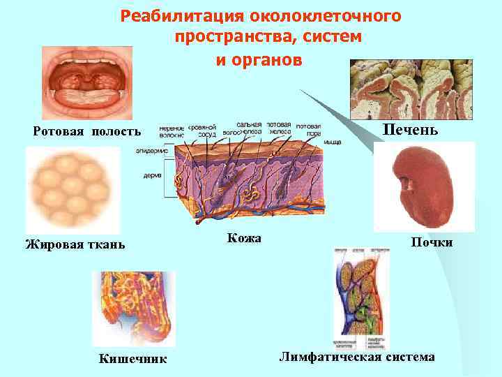 Реабилитация околоклеточного пространства, систем и органов Печень Ротовая полость Жировая ткань Кишечник Кожа Почки