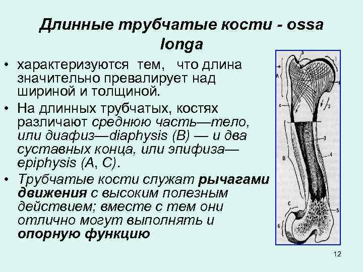 Длинные трубчатые кости - ossa longa • характеризуются тем, что длина значительно превалирует над