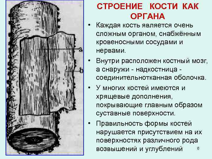 СТРОЕНИЕ КОСТИ КАК ОРГАНА • Каждая кость является очень сложным органом, снабжённым кровеносными сосудами