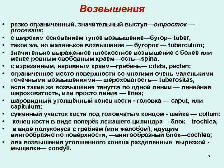 Возвышения • резко ограниченный, значительный выступ—отросток — processus; • с широким основанием тупое возвышение—бугор