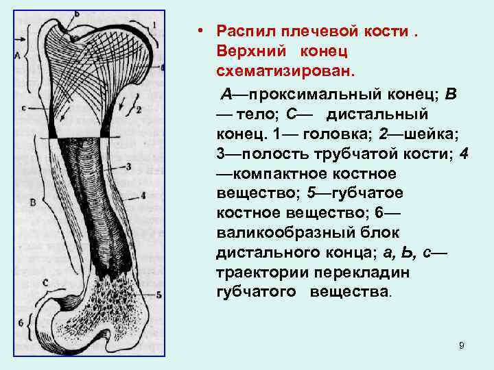  • Распил плечевой кости. Верхний конец схематизирован. А—проксимальный конец; В — тело; С—