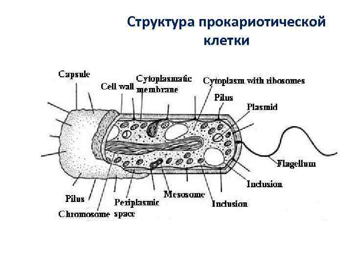 Строение прокариотической клетки рисунок