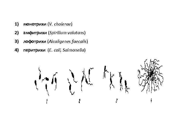 1) монотрихи (V. сholerae) 2) амфитрихи (Spirillum volutans) 3) лофотрихи (Alcaligenes faecalis) 4) перитрихи