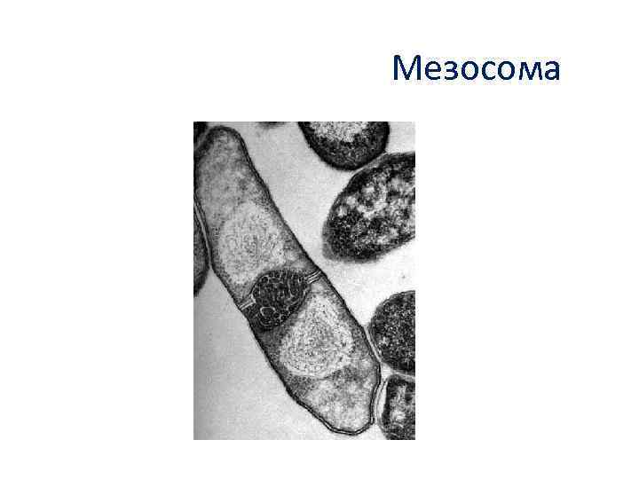 2 мезосома