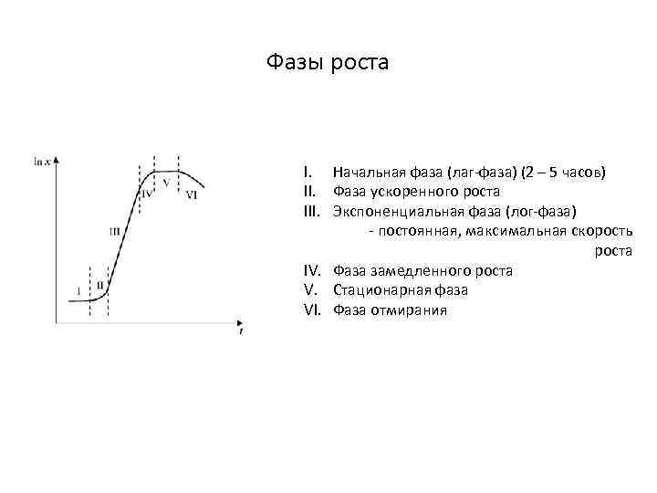 Фазы роста I. Начальная фаза (лаг-фаза) (2 – 5 часов) II. Фаза ускоренного роста