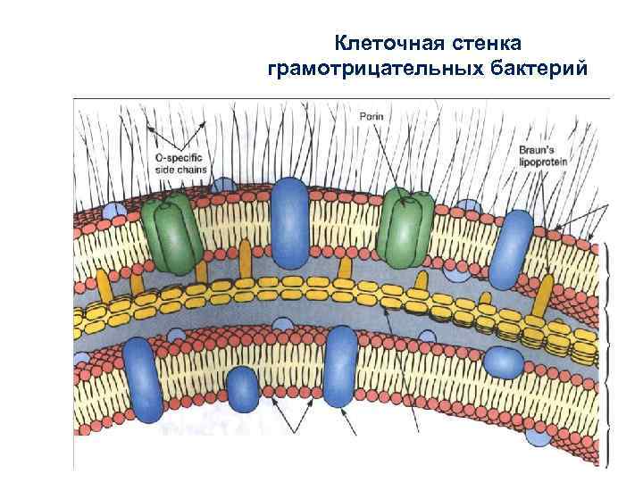 Клеточная стенка грамотрицательных бактерий 