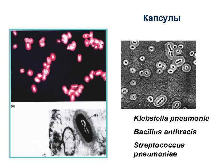 Капсулы Klebsiella pneumonie Bacillus anthracis Streptococcus pneumoniae 