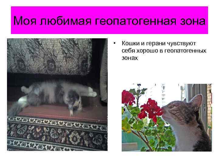 Моя любимая геопатогенная зона • Кошки и герани чувствуют себя хорошо в геопатогенных зонах