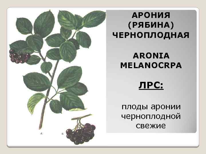 АРОНИЯ (РЯБИНА) ЧЕРНОПЛОДНАЯ ARONIA MELANOCRPA ЛРС: плоды аронии черноплодной свежие 