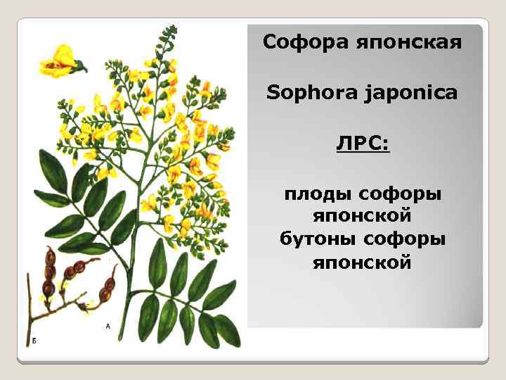 Софора японская Sophora japonica ЛРС: плоды софоры японской бутоны софоры японской 