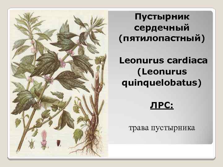 Пустырник сердечный (пятилопастный) Leonurus cardiaca (Leonurus quinquelobatus) ЛРС: трава пустырника 