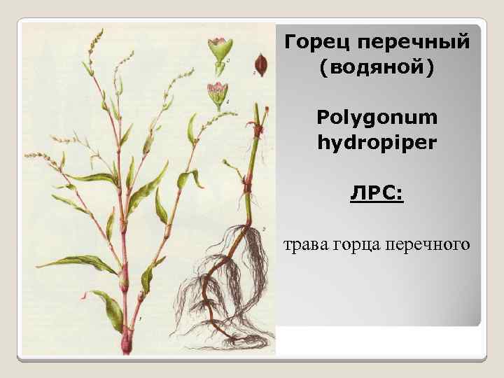 Горец перечный (водяной) Polygonum hydropiper ЛРС: трава горца перечного 