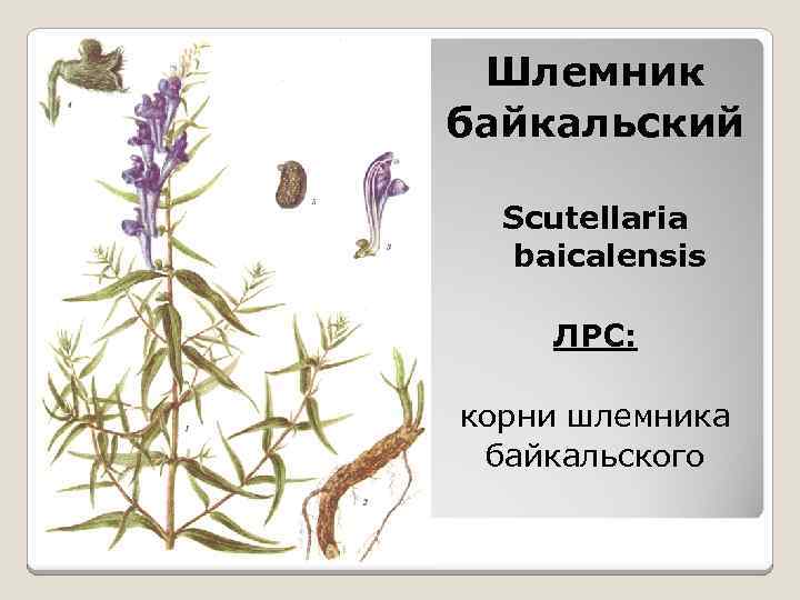 Шлемник байкальский Scutellaria baicalensis ЛРС: корни шлемника байкальского 
