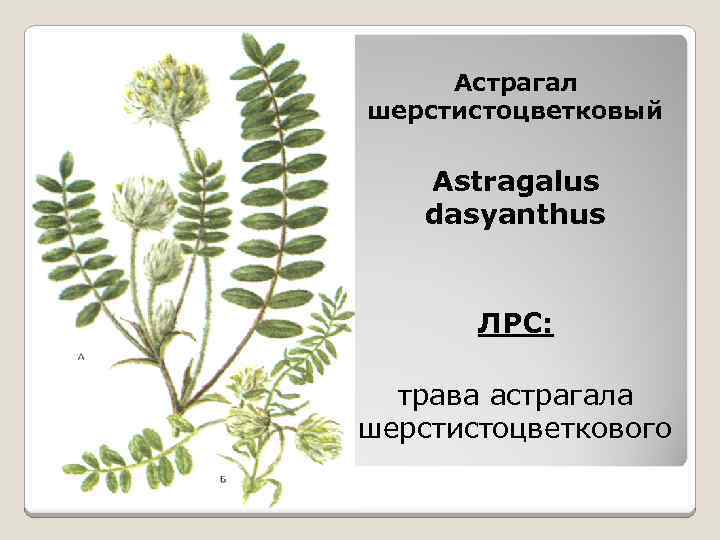 Астрагал шерстистоцветковый Astragalus dasyanthus ЛРС: трава астрагала шерстистоцветкового 