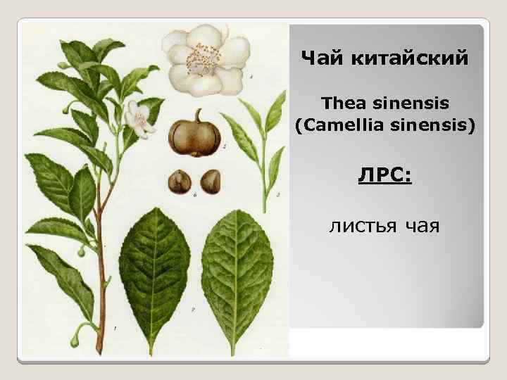 Чай китайский Thea sinensis (Camellia sinensis) ЛРС: листья чая 