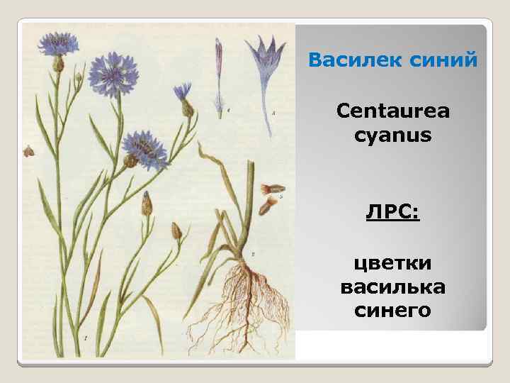 Василек синий Centaurea cyanus ЛРС: цветки василька синего 