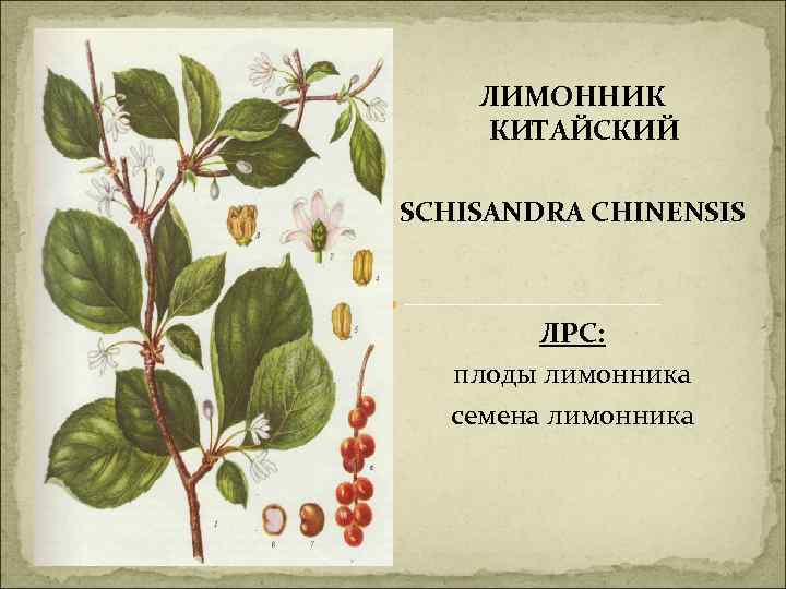 ЛИМОННИК КИТАЙСКИЙ SCHISANDRA CHINENSIS ЛРС: плоды лимонника семена лимонника 