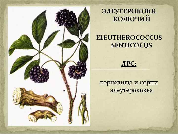 ЭЛЕУТЕРОКОКК КОЛЮЧИЙ ELEUTHEROCOCCUS SENTICOCUS ЛРС: корневища и корни элеутерококка 