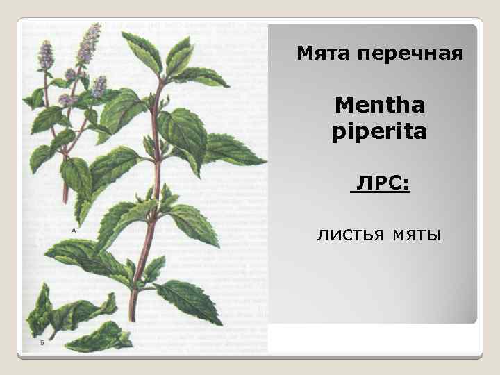 Мята перечная Mentha piperita ЛРС: листья мяты 