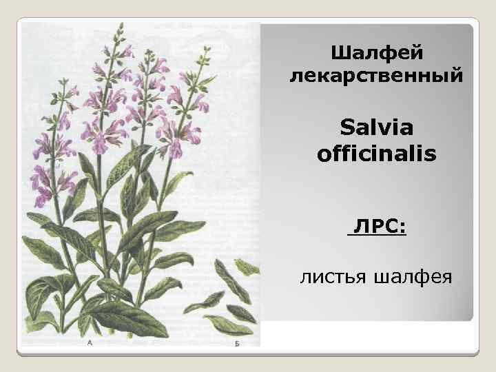 Шалфей лекарственный Salvia officinalis ЛРС: листья шалфея 