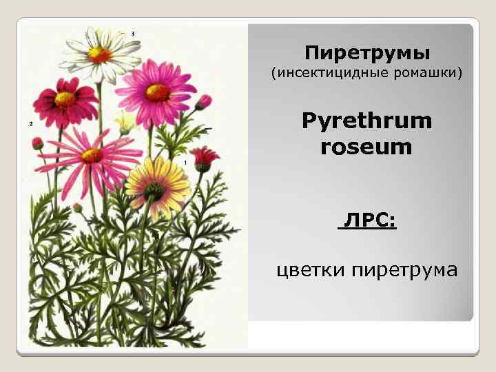 Пиретрумы (инсектицидные ромашки) Pyrethrum roseum ЛРС: цветки пиретрума 