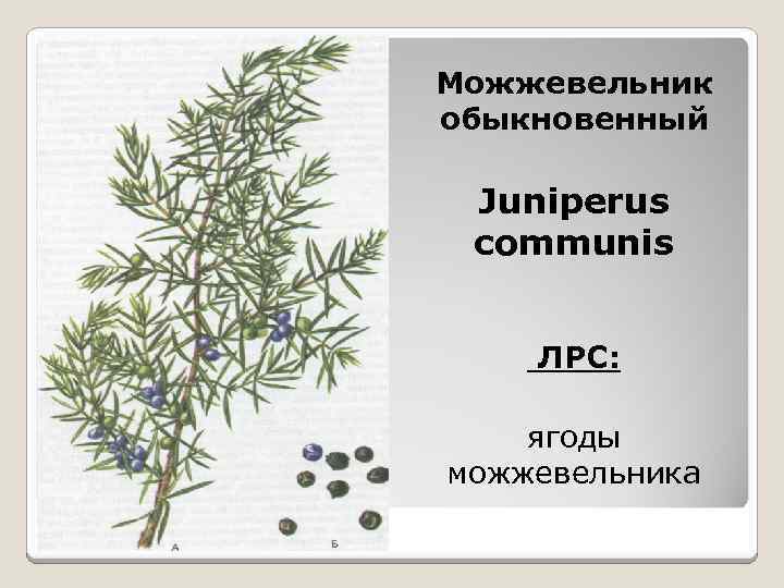 Можжевельник обыкновенный Juniperus communis ЛРС: ягоды можжевельника 
