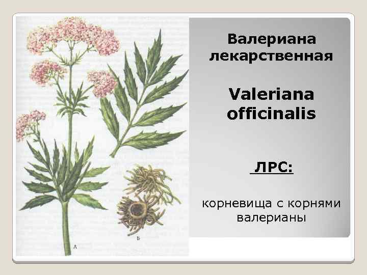 Валериана лекарственная Valeriana officinalis ЛРС: корневища с корнями валерианы 