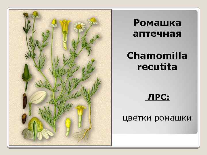 Ромашка аптечная Chamomilla recutita ЛРС: цветки ромашки 