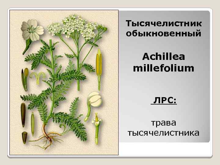 Тысячелистник обыкновенный Achillea millefolium ЛРС: трава тысячелистника 