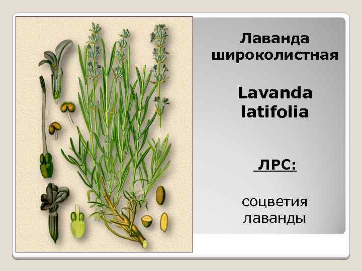 Лаванда широколистная Lavanda latifolia ЛРС: соцветия лаванды 