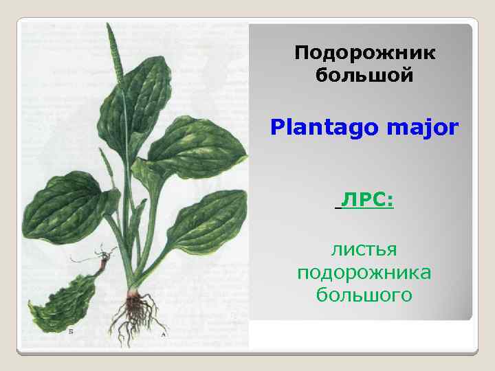 Описание листьев подорожника большого. Полисахариды подорожника. Заготовка ЛРС У подорожника. Высохший подорожник. Листья подорожника большого форма края.