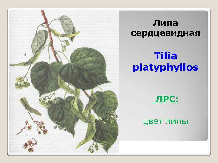 Липа сердцевидная Tilia platyphyllos ЛРС: цвет липы 