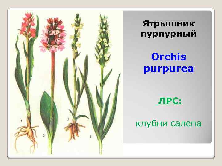 Ятрышник пурпурный Orchis purpurea ЛРС: клубни салепа 