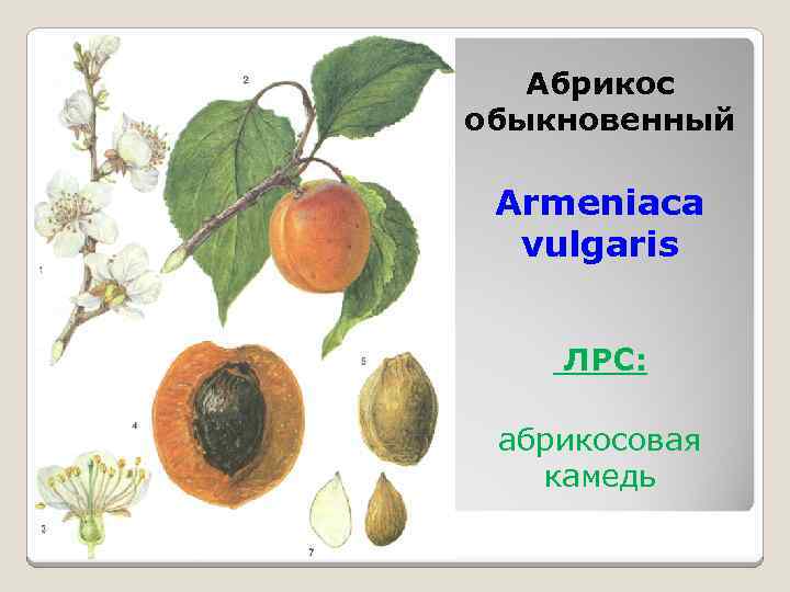 Абрикос обыкновенный Armeniaca vulgaris ЛРС: абрикосовая камедь 