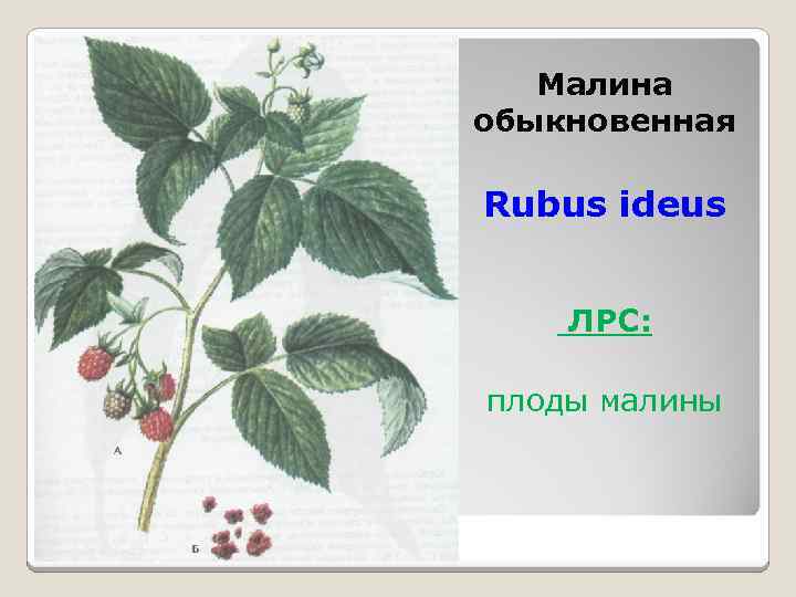 Малина обыкновенная Rubus ideus ЛРС: плоды малины 