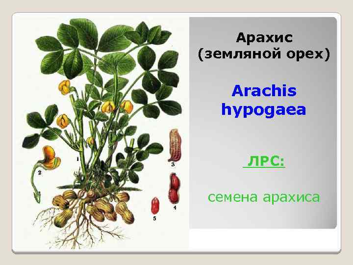 Арахис (земляной орех) Arachis hypogaea ЛРС: семена арахиса 