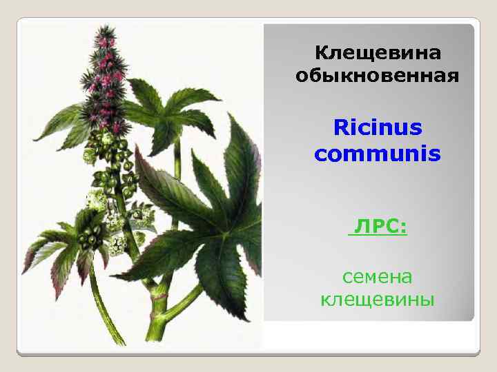 Клещевина обыкновенная Ricinus communis ЛРС: семена клещевины 