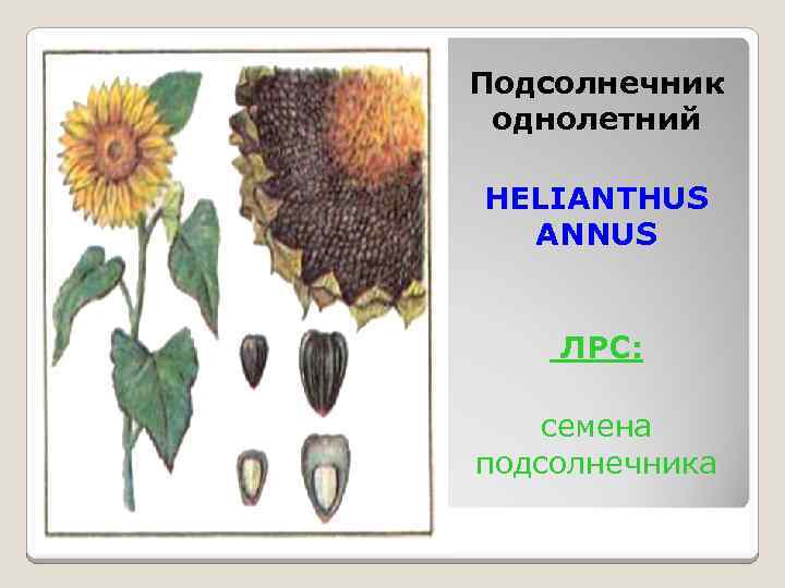 Подсолнечник однолетний HELIANTHUS ANNUS ЛРС: семена подсолнечника 