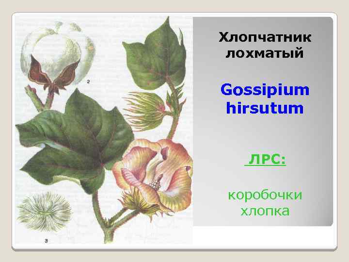 Хлопчатник лохматый Gossipium hirsutum ЛРС: коробочки хлопка 