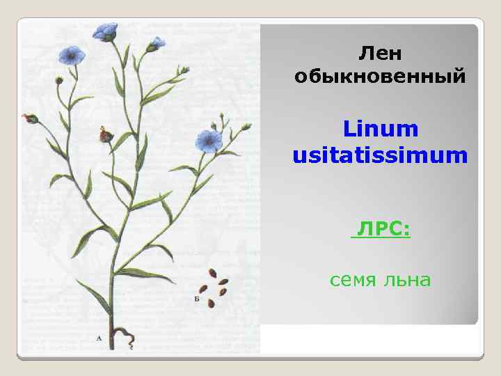 Лен обыкновенный Linum usitatissimum ЛРС: семя льна 