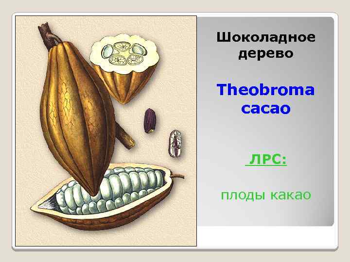 Шоколадное дерево Theobroma cacao ЛРС: плоды какао 