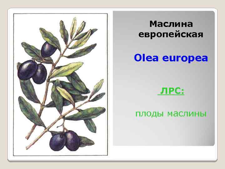 Маслина европейская Olea europea ЛРС: плоды маслины 