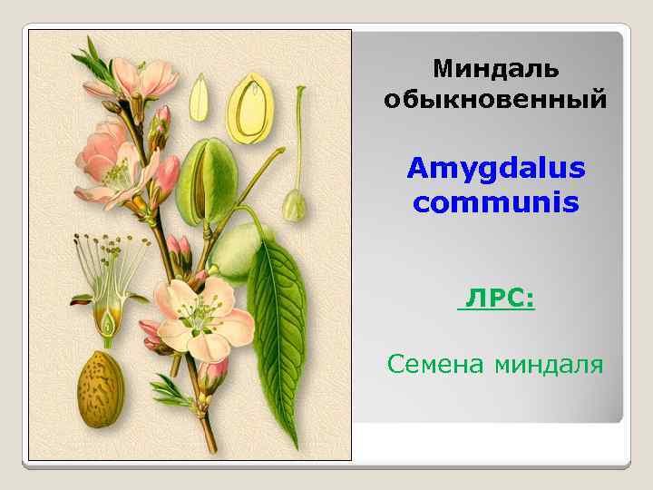 Миндаль обыкновенный Amygdalus communis ЛРС: Семена миндаля 