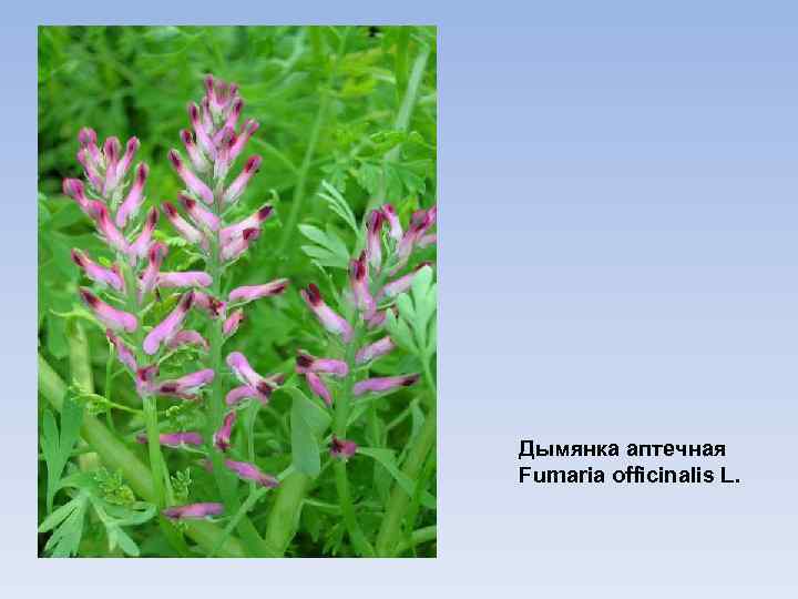 Дымянка аптечная Fumaria officinalis L. 